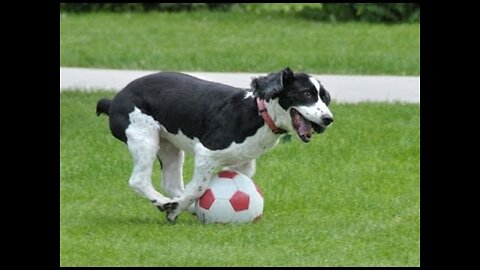 Canine interruption: How a dog brought a football match to a halt
