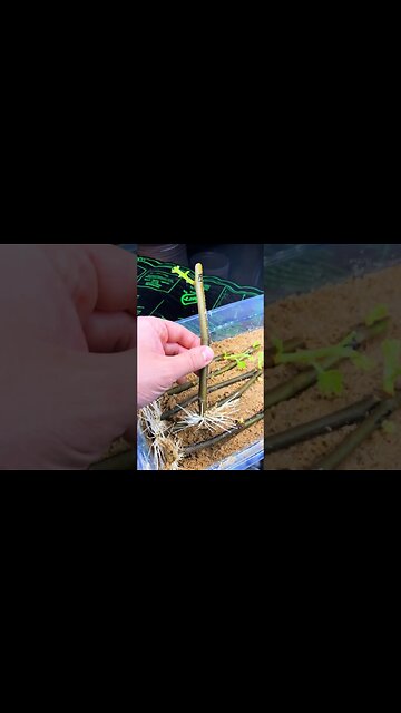 Root Explosion! From Mailbox to Massive Roots in Weeks #Shorts