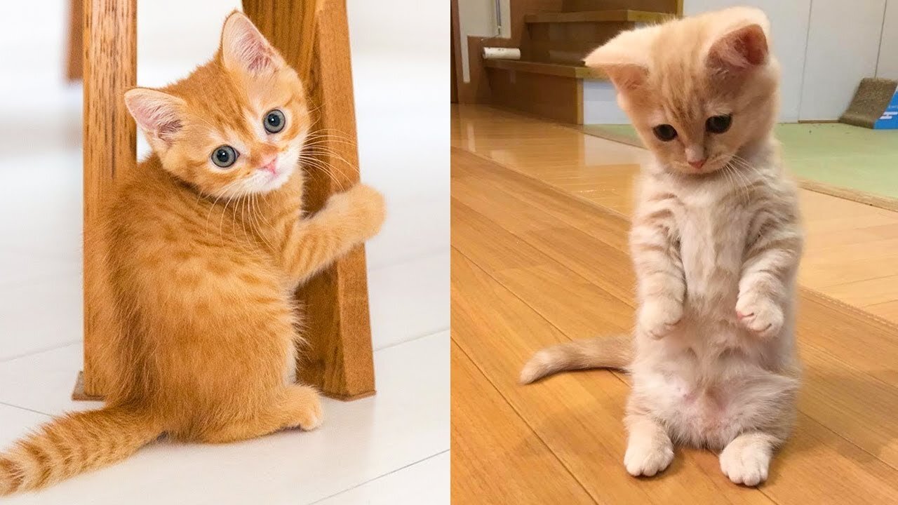 The Cutest Cat Videos You'll Ever See