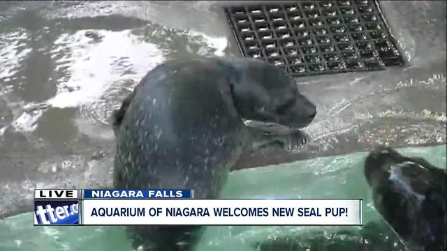 Baby seal pup makes debut at The Aquarium of Niagara