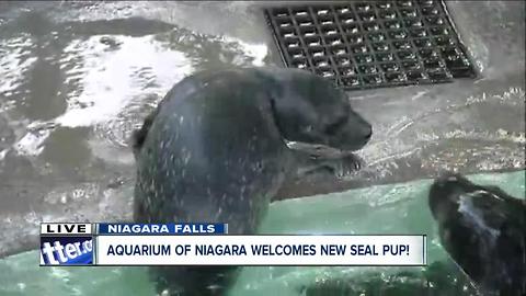 Baby seal pup makes debut at The Aquarium of Niagara