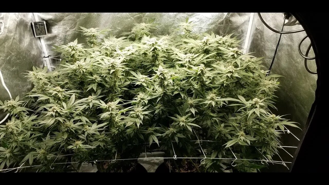 The Leroy BX75 by The BigKush "Just the Tip!" Episode 8 Day 42 The beginning of the end 🚿🚽🧼🏁