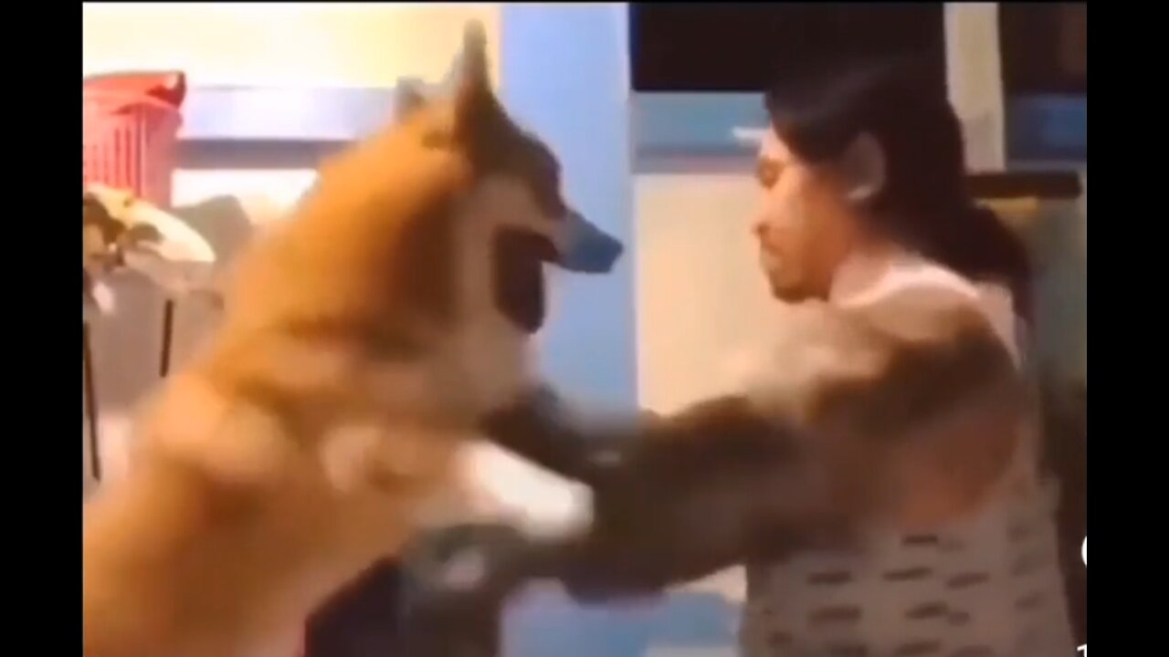 Mr. Miyagi teaching my dog new tricks