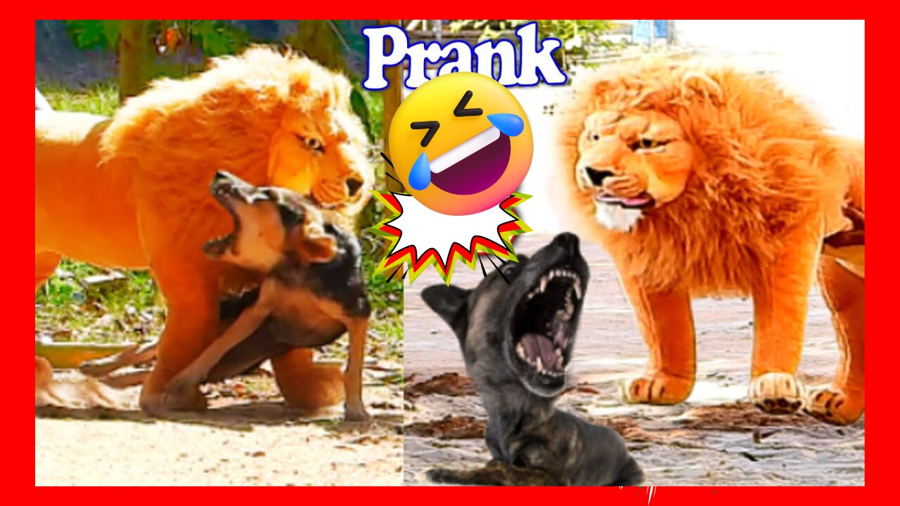 Fake Lion Prank Real Dog-best prank collection