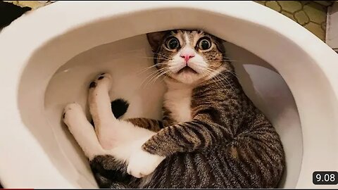 Funniest Cats 😹 - Don't try to hold back Laughter 😂 - Funny Cats Life