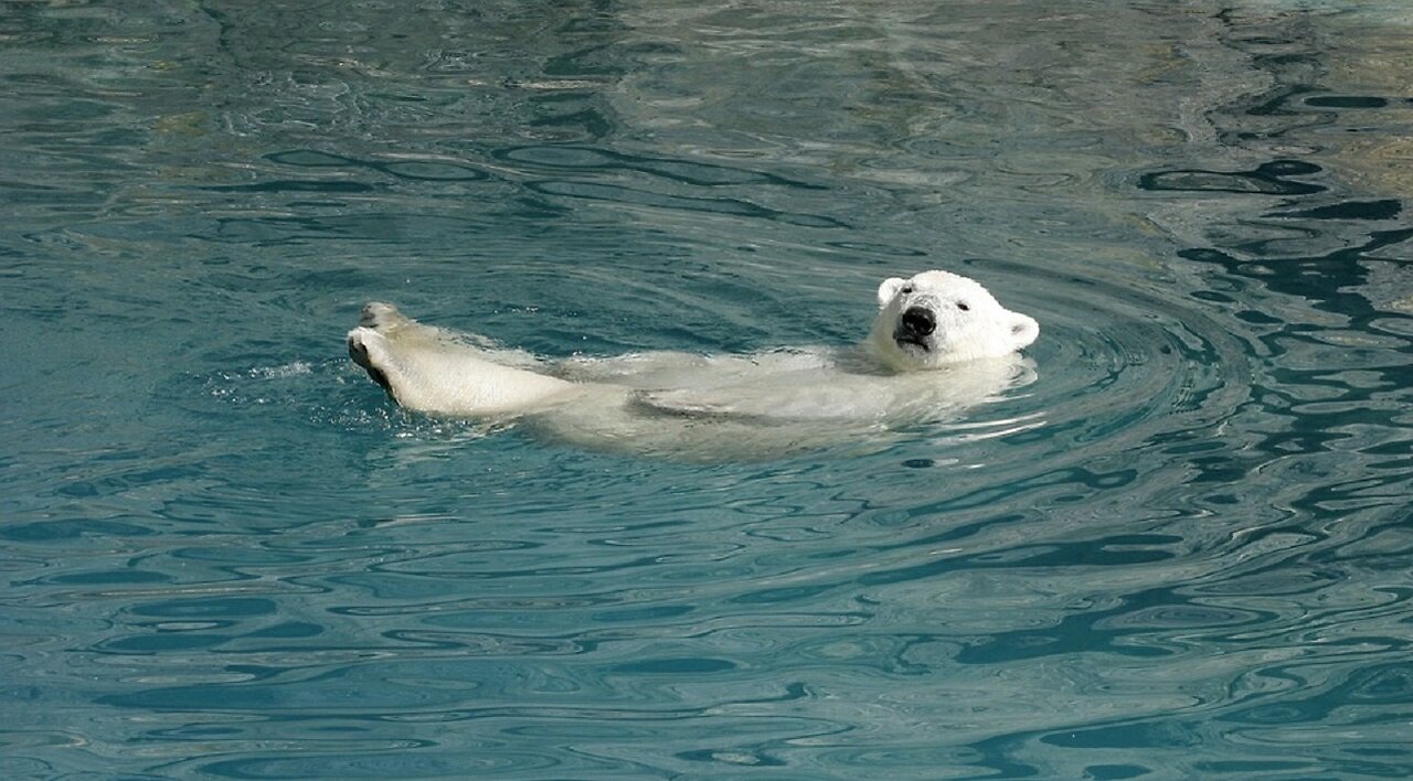 How does a polar bear swim underwater? See for yourself!