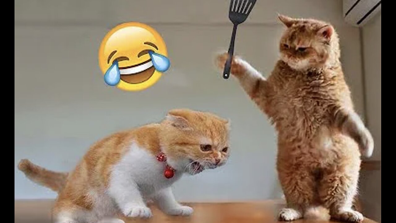 Best Funny Animal Videos of the year!