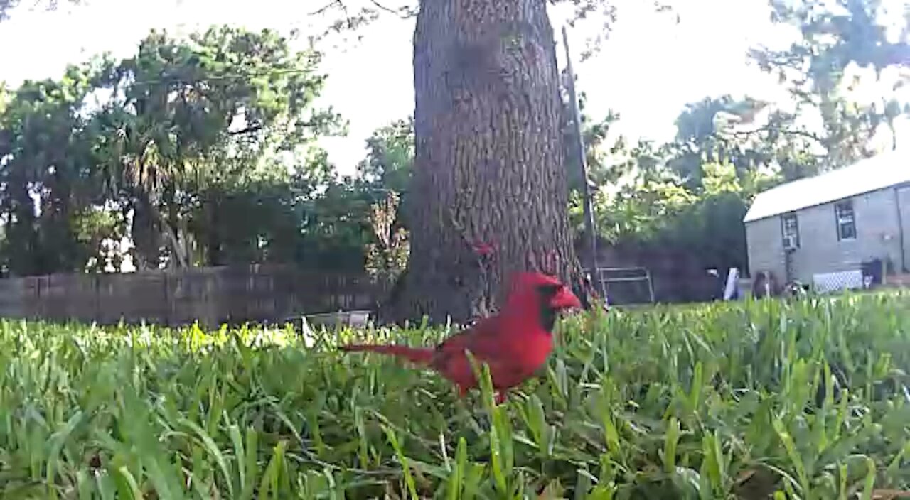 A Red Bird, a Blue jay and a woodpecker eat together