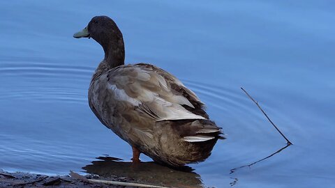 CatTV: Duck in Water