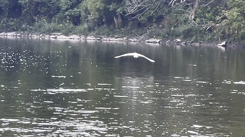 White Egret does not appreciate my company 😂