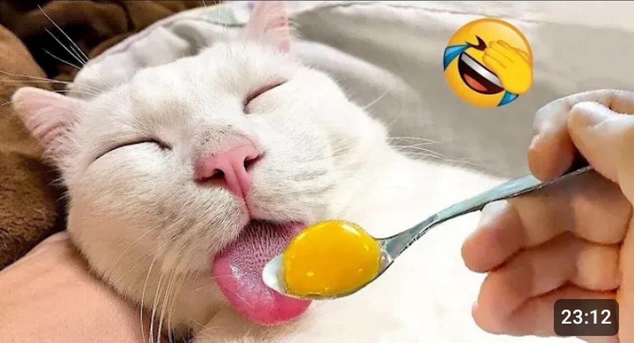 Troll cats and Dogs funny video 😂😳😱#funny #comdey #funny viral