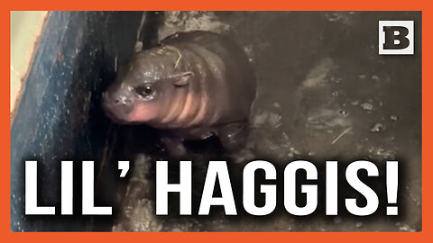 Lil' Haggis! Endangered Pygmy Hippo "Haggis" Frolics at Scottish Zoo