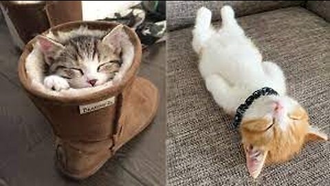 😍 Kittens Sleeps Sweetly | Cute Kittens Videos Compilation,Episode :131