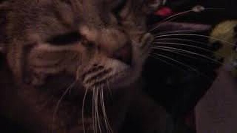 paisley (cat) interrupted me so i didn't have to do it