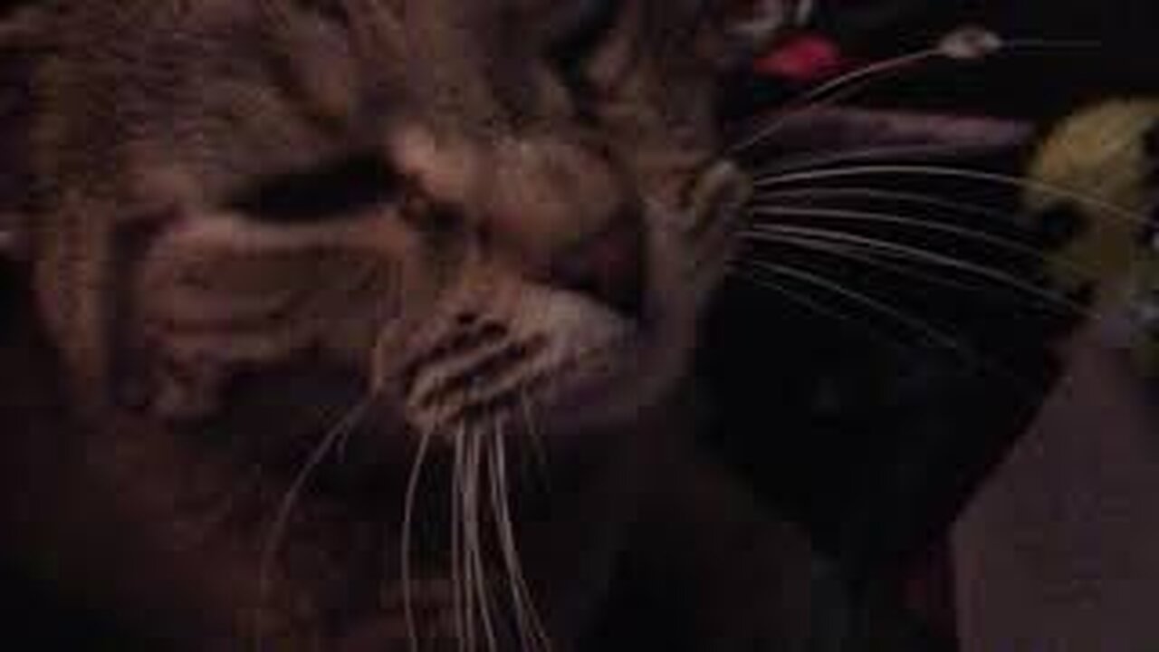 paisley (cat) interrupted me so i didn't have to do it