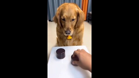 what this amazing dog does