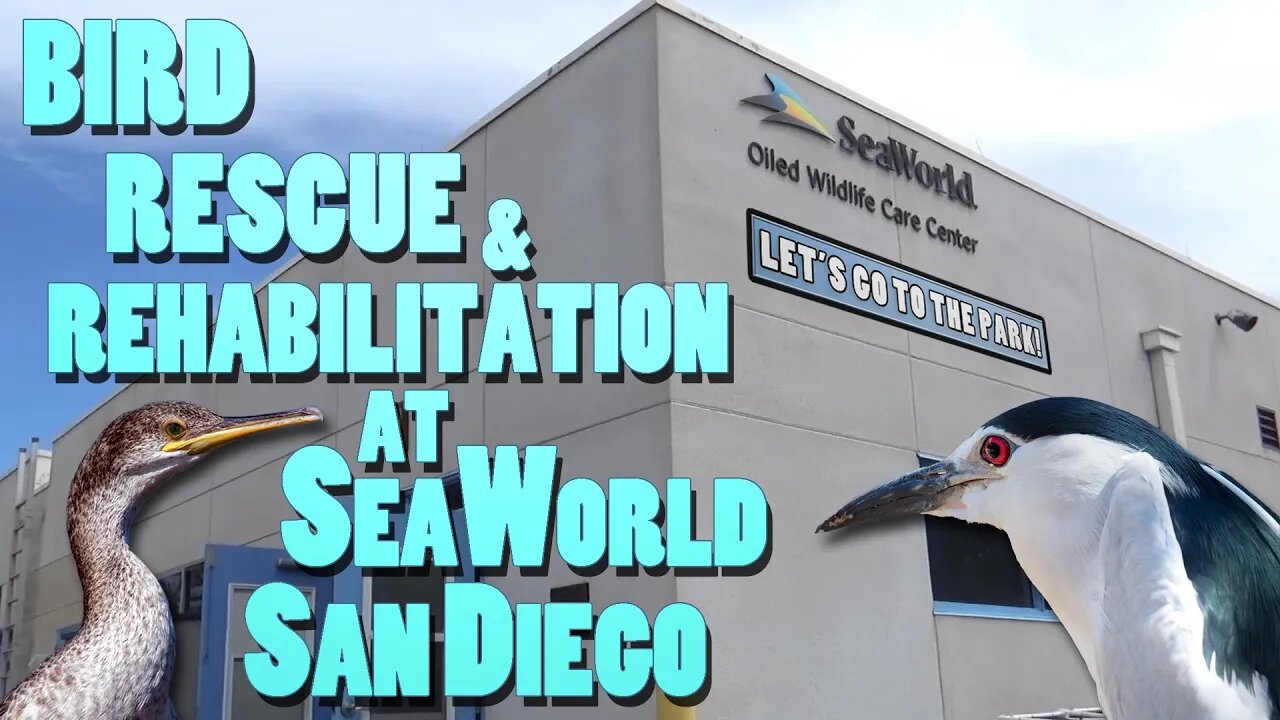 Bird Rescue & Rehabilitation At SeaWorld San Diego