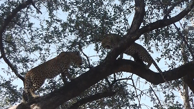 Mother Leopard Attacks Daughter: SNAPPED IN THE WILD