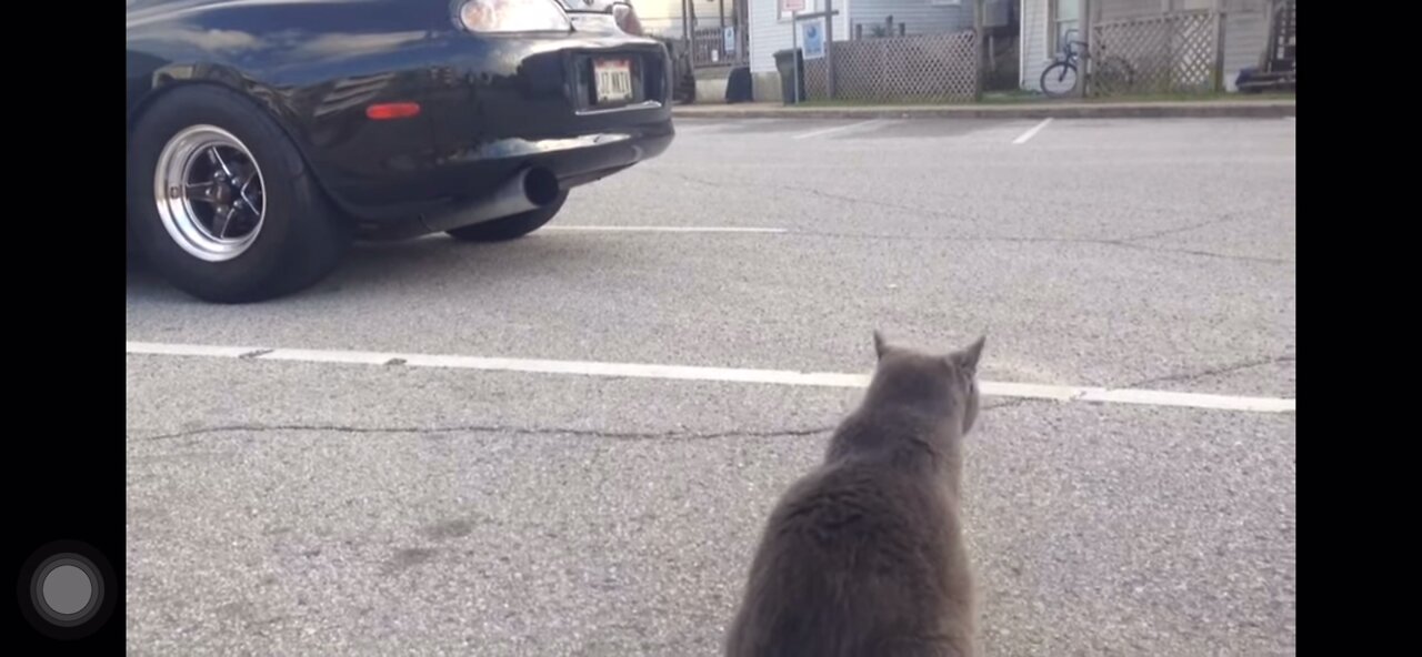 Fat cat's reaction to 1,000HP Supra