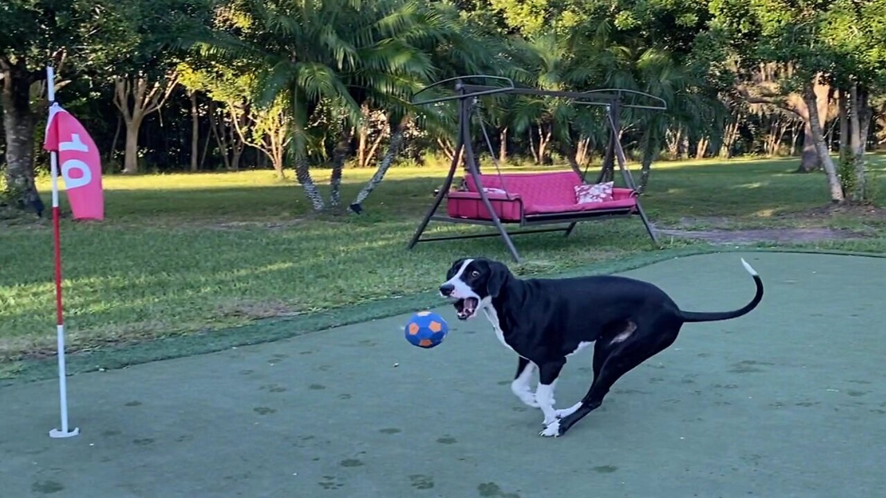 Happy Great Dane has fun playing fetch