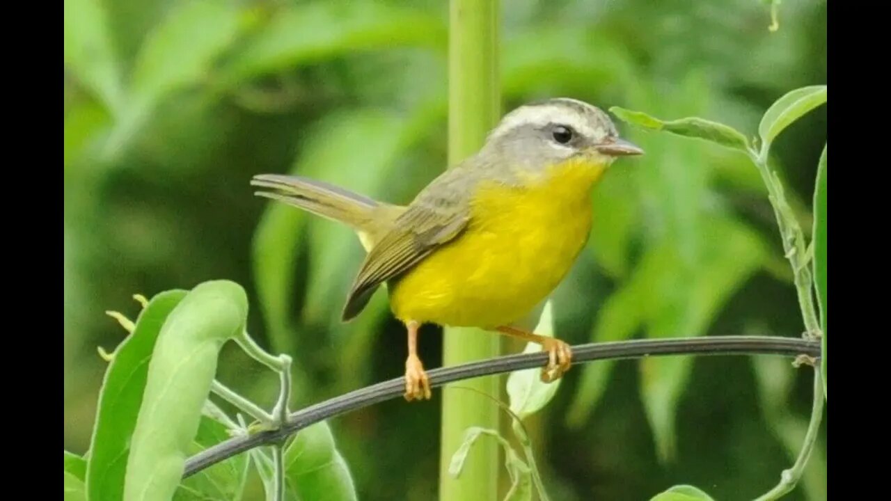 Canto do Pássaro Pula Pula