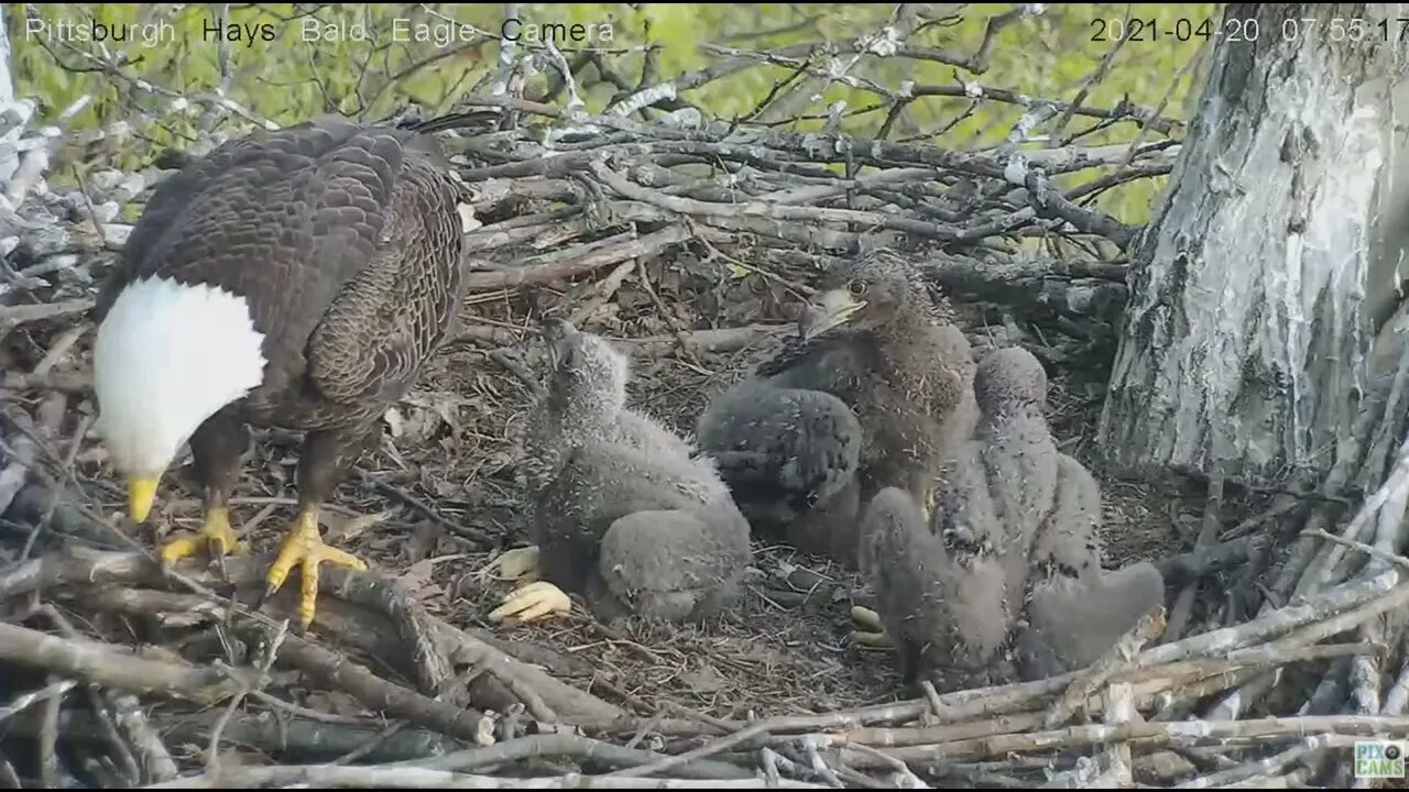 Hays Eaglet H15 bites Dad's foot and tail at squirrel alert 2021 04 20 7:54AM