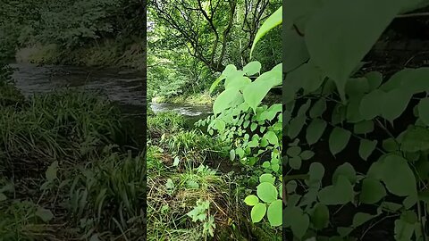 By the River #yorkshire #nature #river #uk