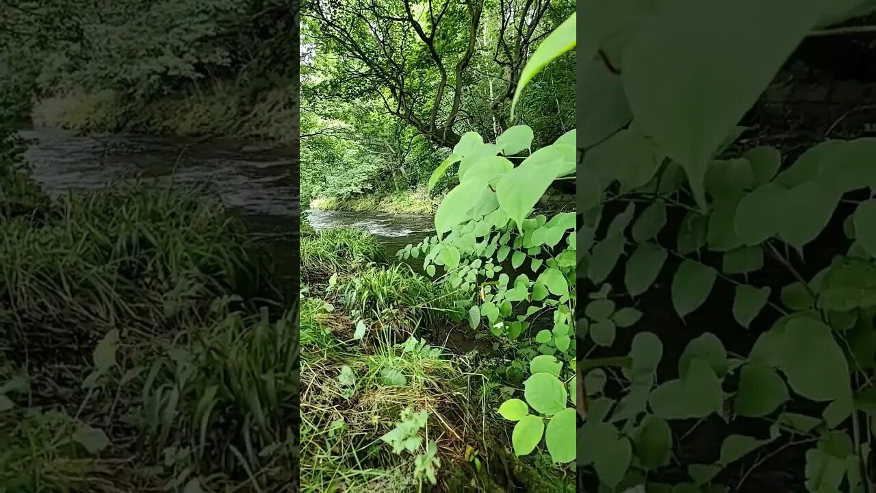 By the River #yorkshire #nature #river #uk