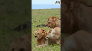 Young Lions Ignore Flirty Lioness | Saturday #shorts