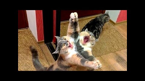 Funny animals - Funny cats dogs - Funny animal videos