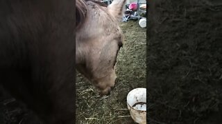 Arthur the rescue horse’s last days 🥲 💔