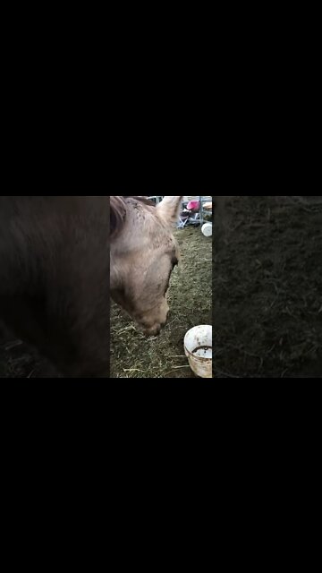Arthur the rescue horse’s last days 🥲 💔