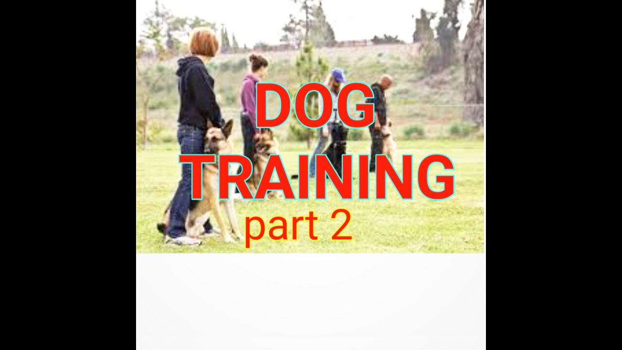 🐕 dog training top 10 trening dog Basic training top 10 Essential commads every dog training video