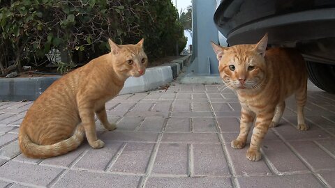 ED SHEERAN & CHRIS MARTIN - Homeless cats in Ras Al Khaimah, UAE #cat #cats #EdSheeran #ChrisMartin