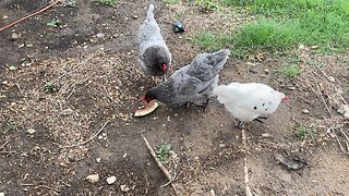 Chickens enjoy their watermelon slice