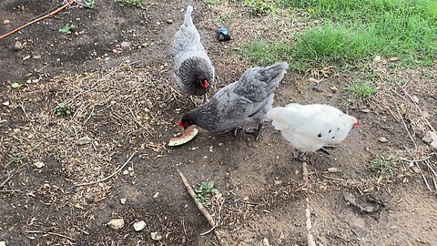 Chickens enjoy their watermelon slice