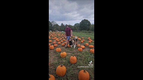 Kinjo the Akita at the Pumpkin Patch ● 🎃 Happy Halloween! 🎃