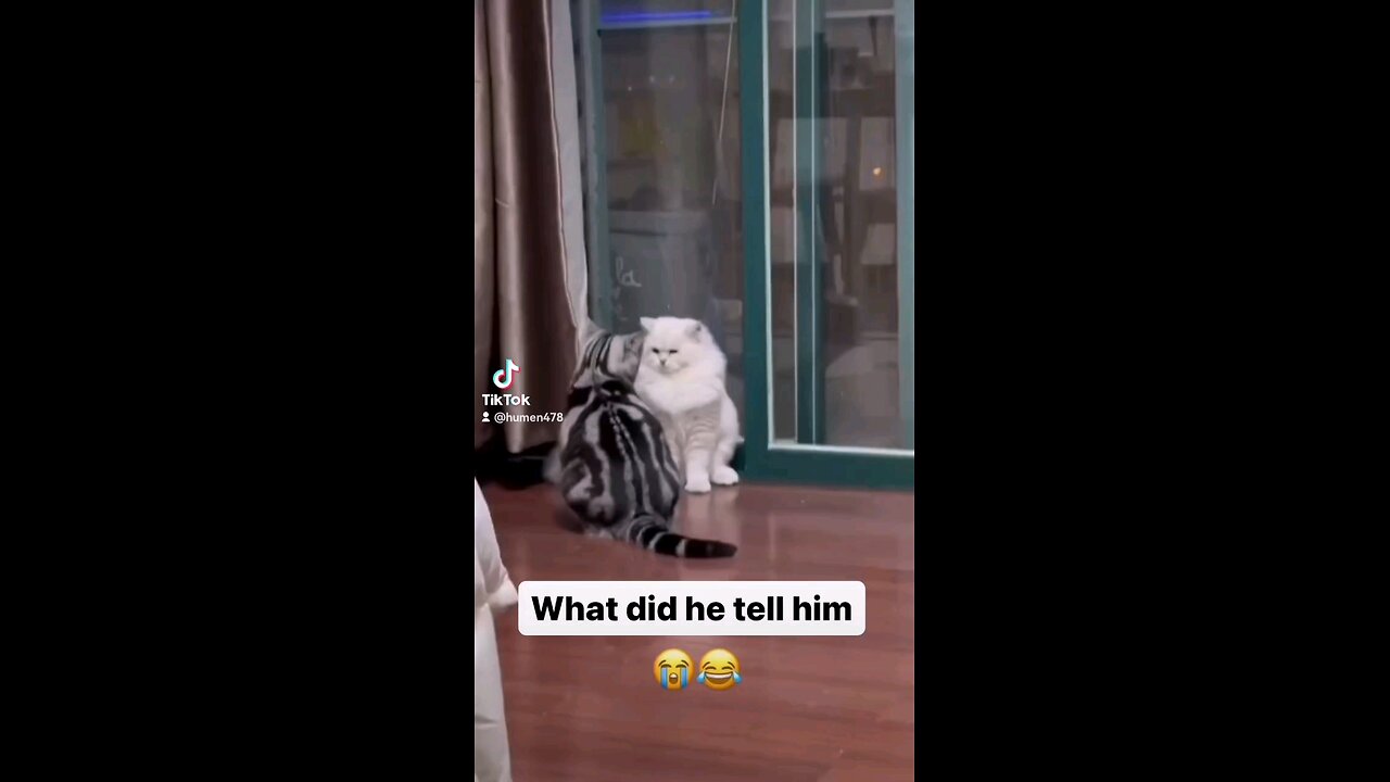 Funny cat video