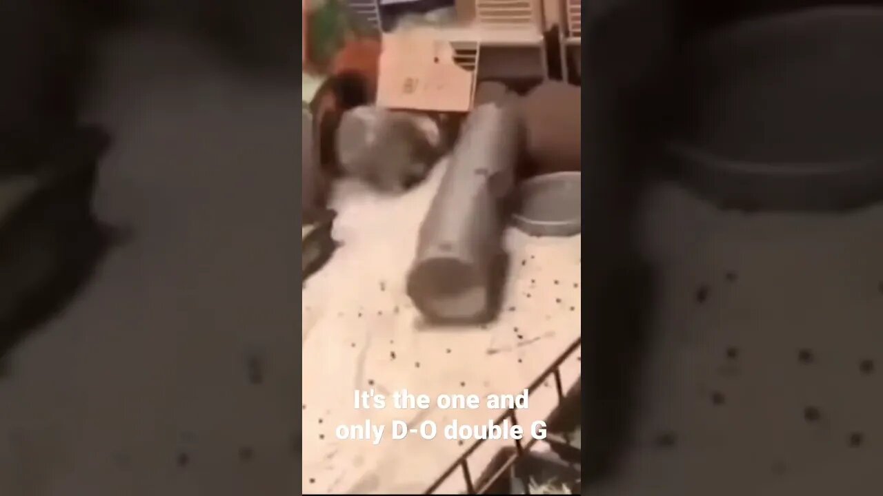 It's the one and only D-O double G #shorts