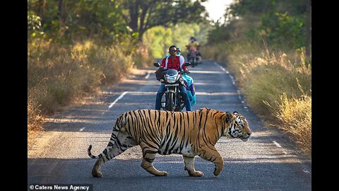 The Royal Bengal Tiger is roaming the dangerous Bhopal Road in India