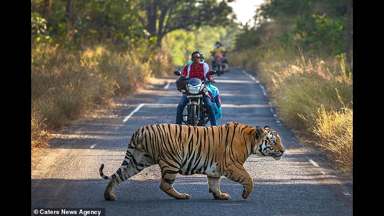 The Royal Bengal Tiger is roaming the dangerous Bhopal Road in India