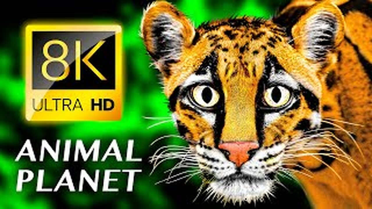 ANIMAL PLANET 8K ULTRA HD - #8K