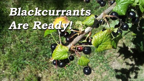 Blackcurrants are Ready!