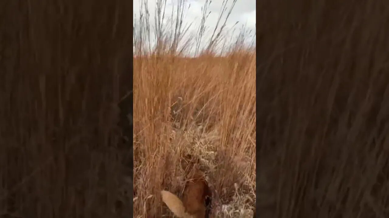 Public Land Rooster Holding SUPER TIGHT!! #pheasanthunting #goldenretriever