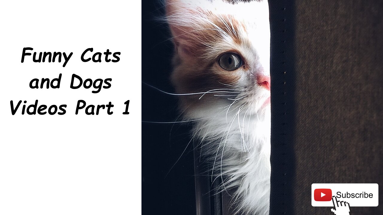 Funny Cats and Dogs Videos Part 1