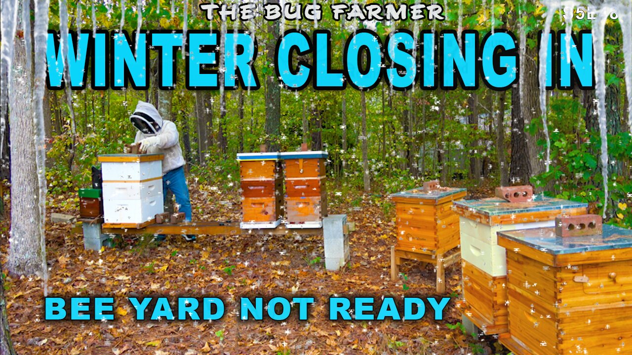 BEE SEASON ENDING | Putting the bees to bed for the winter. Final feeding and mite treatment.