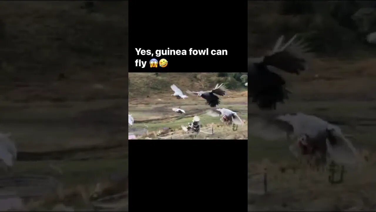 Yes, guinea fowl can fly! 😱🤣