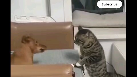 cat vs Dog _🐕 dangerous fight🙈