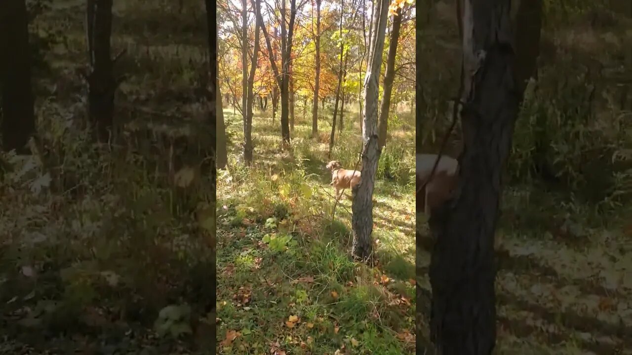 doggo and me looking for squirrels #doggo #outdoors #dog #nature #outdoordog