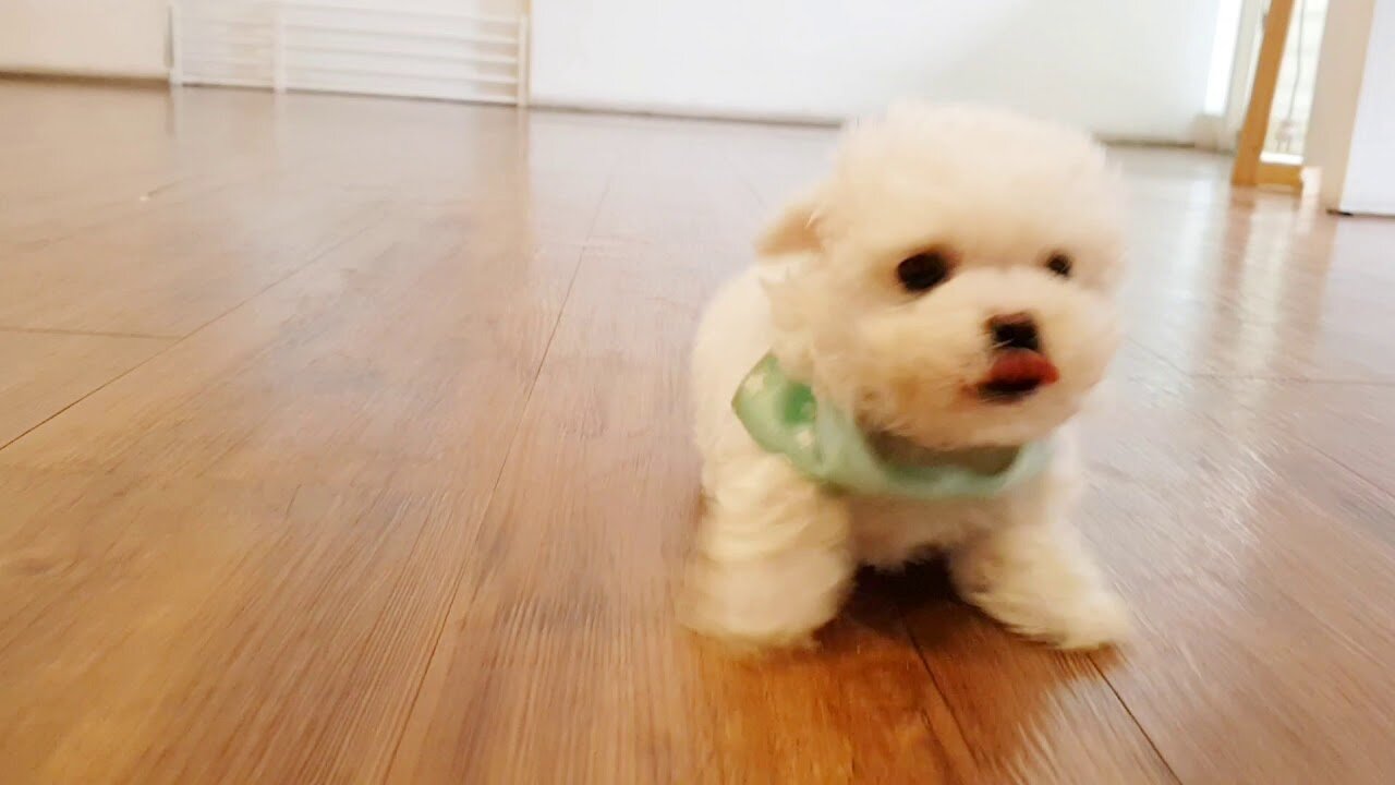 Baby bichon frise video cutest puppy - Teacup puppies KimsKennelUS